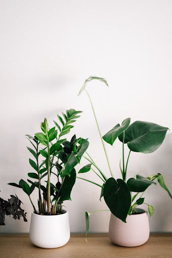 How to Improve Air Quality Inside Your Home: Bring Nature In With These 5 Indoor Plants